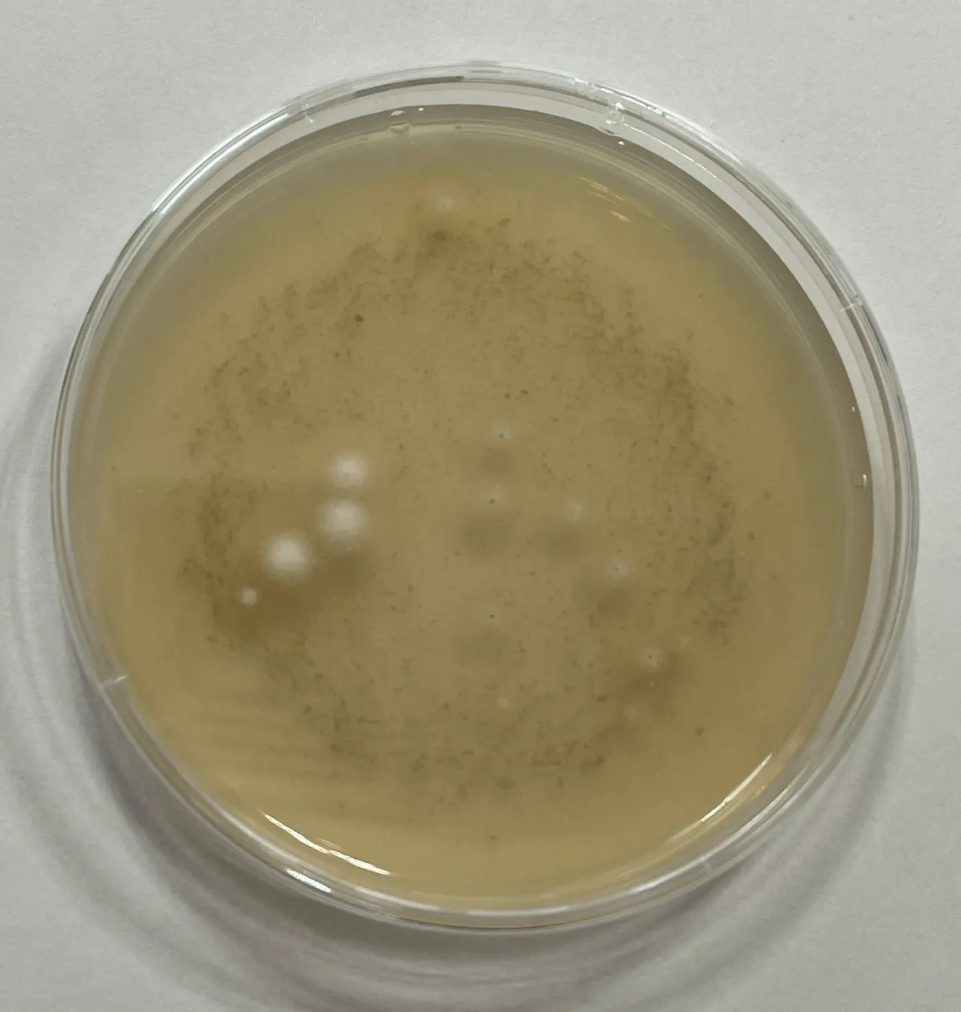 Mycelium Germinating In Agar Dish