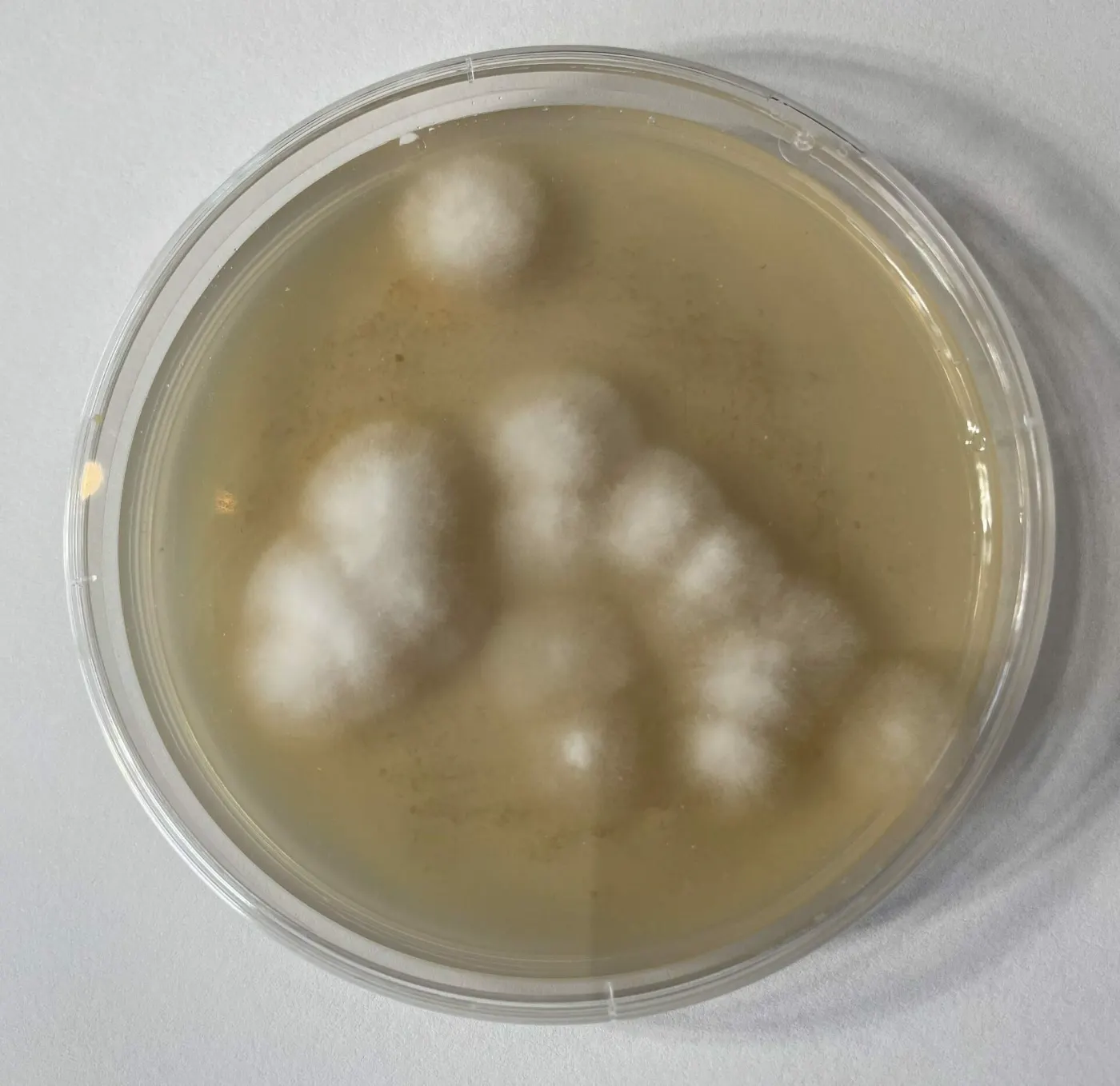 Mycelium Growing In Agar Dish