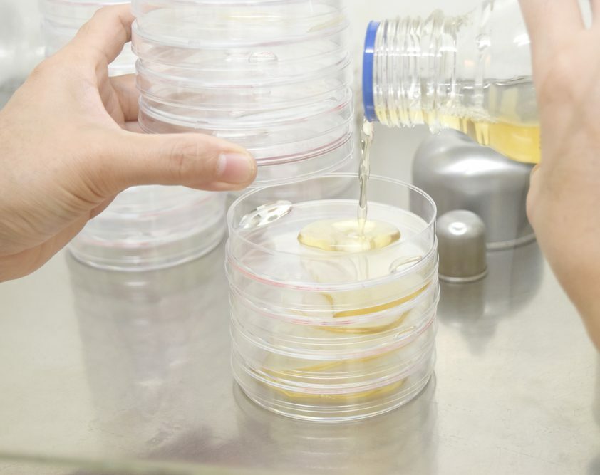 mushroom agar pouring to petri dishes