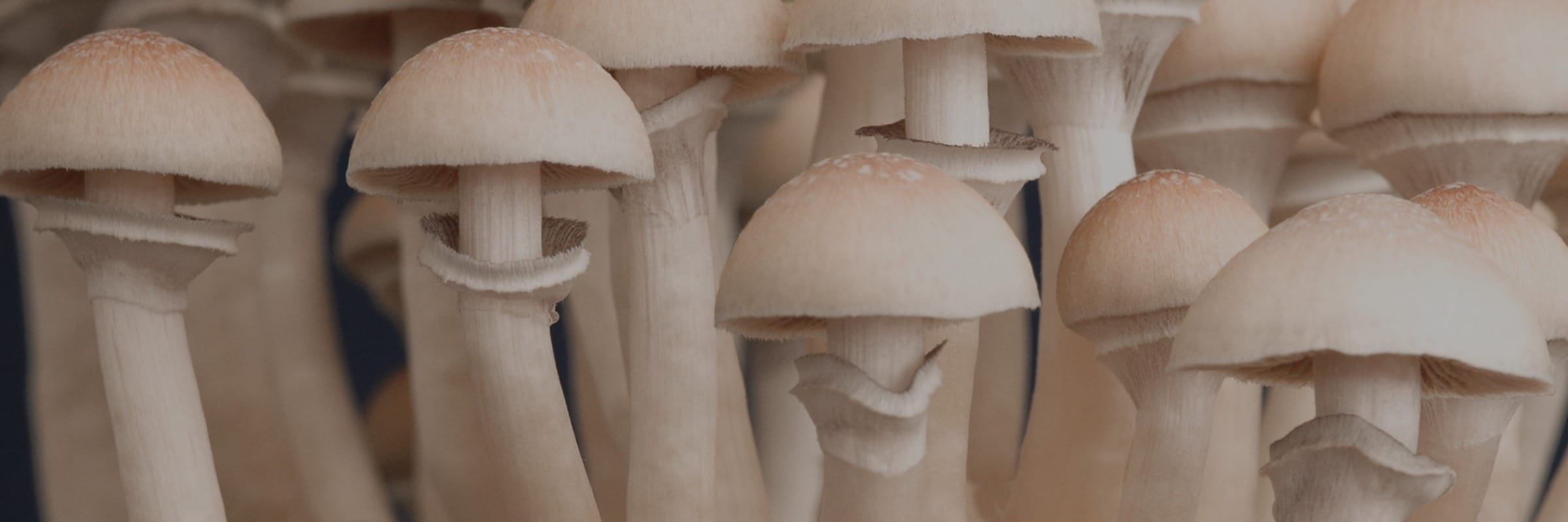 Which Shrooms Should I Grow First?
