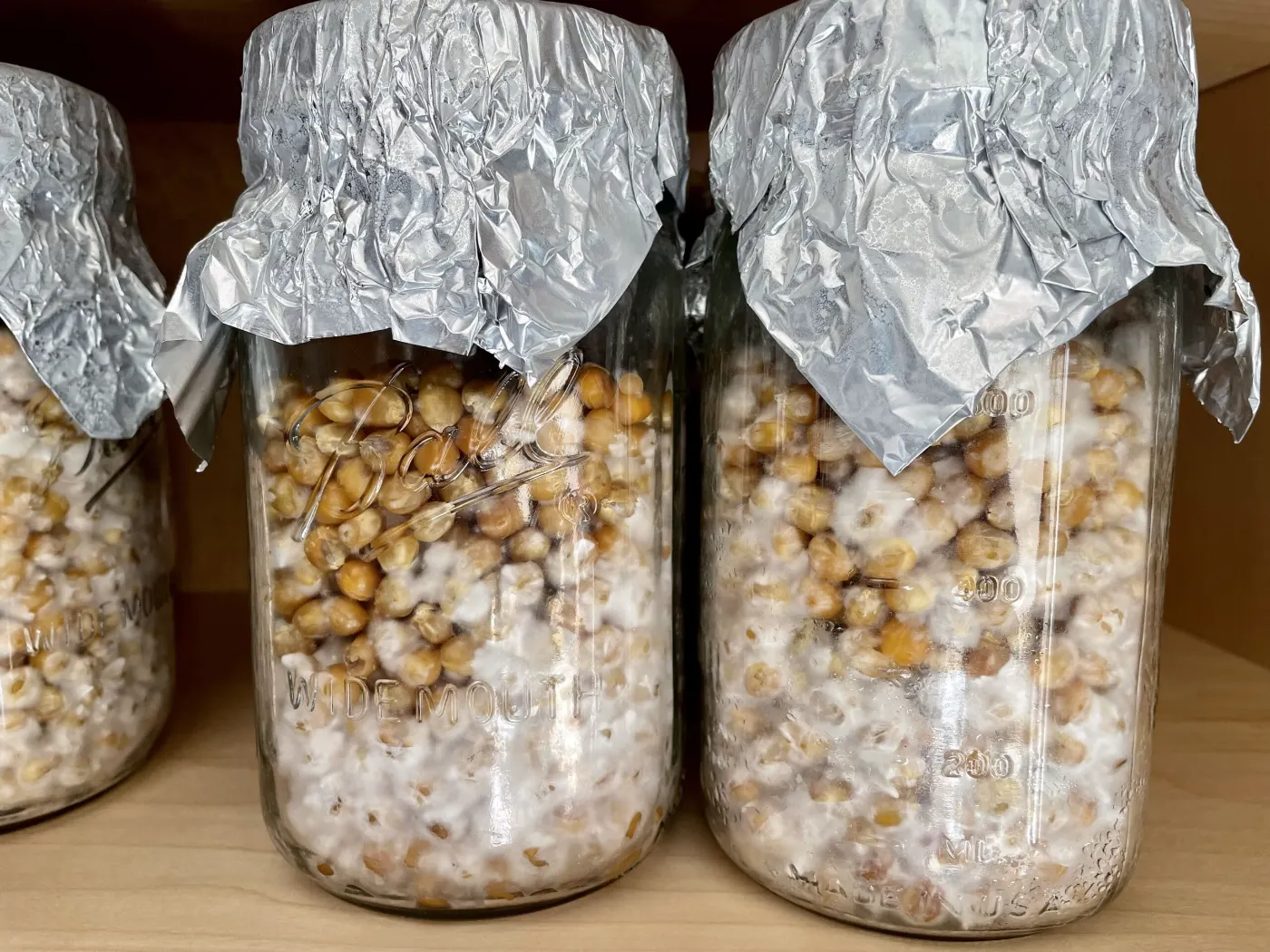 Colonizing Magic Mushrooms Jars