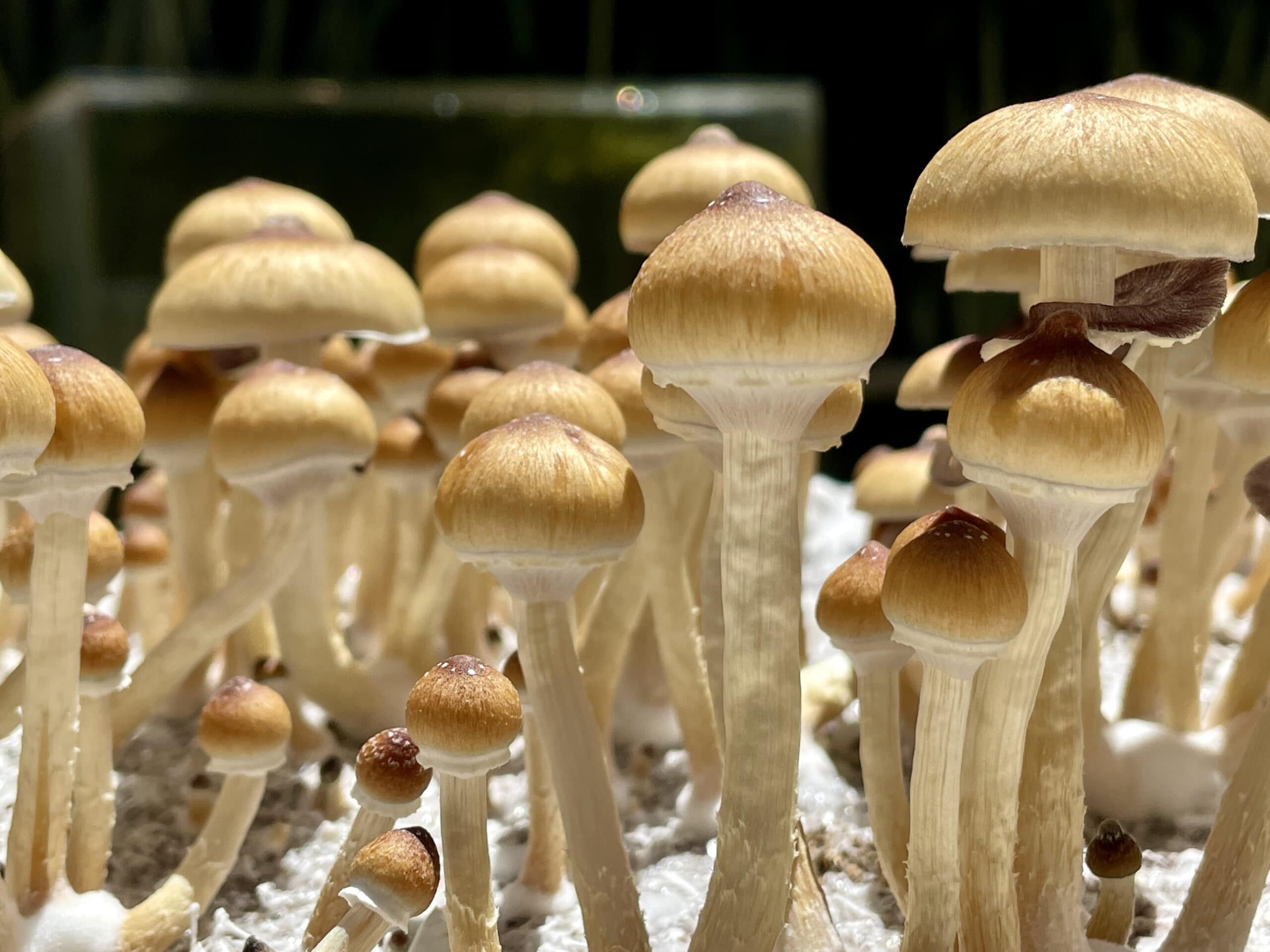 Cubensis Ready to Harvest