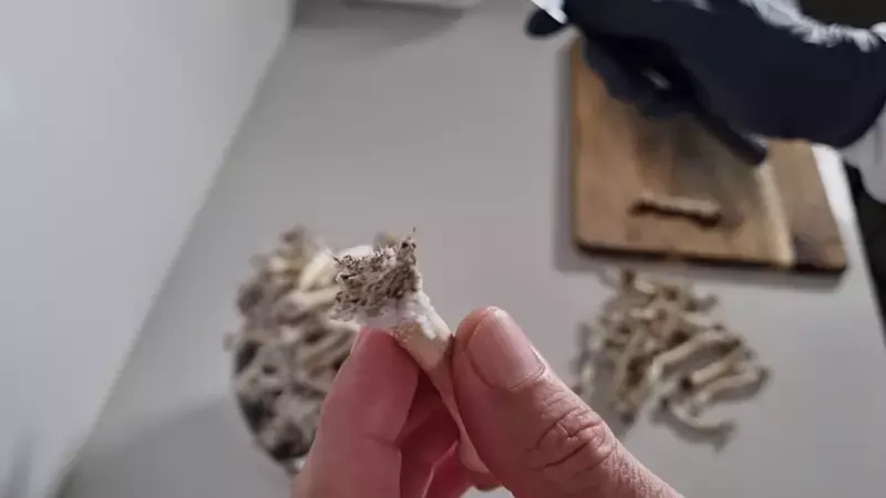 Cut Base of Mushroom