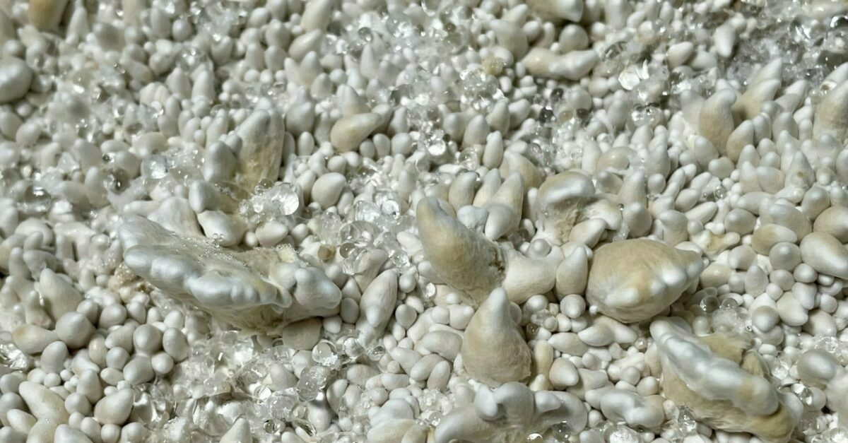 Growing the Amazing Enigma Cubensis Blob Mutation