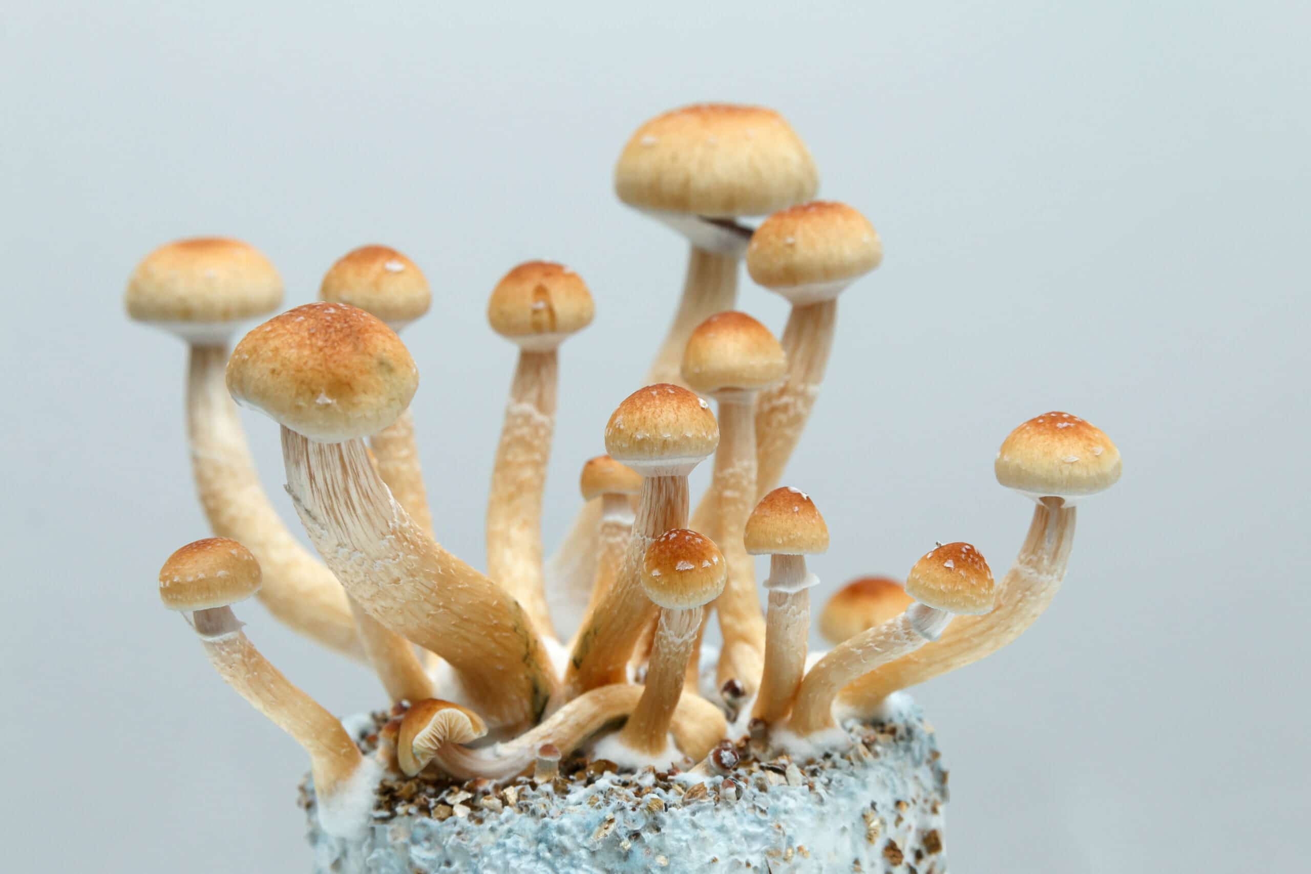 Getting More Mushroom Flushes