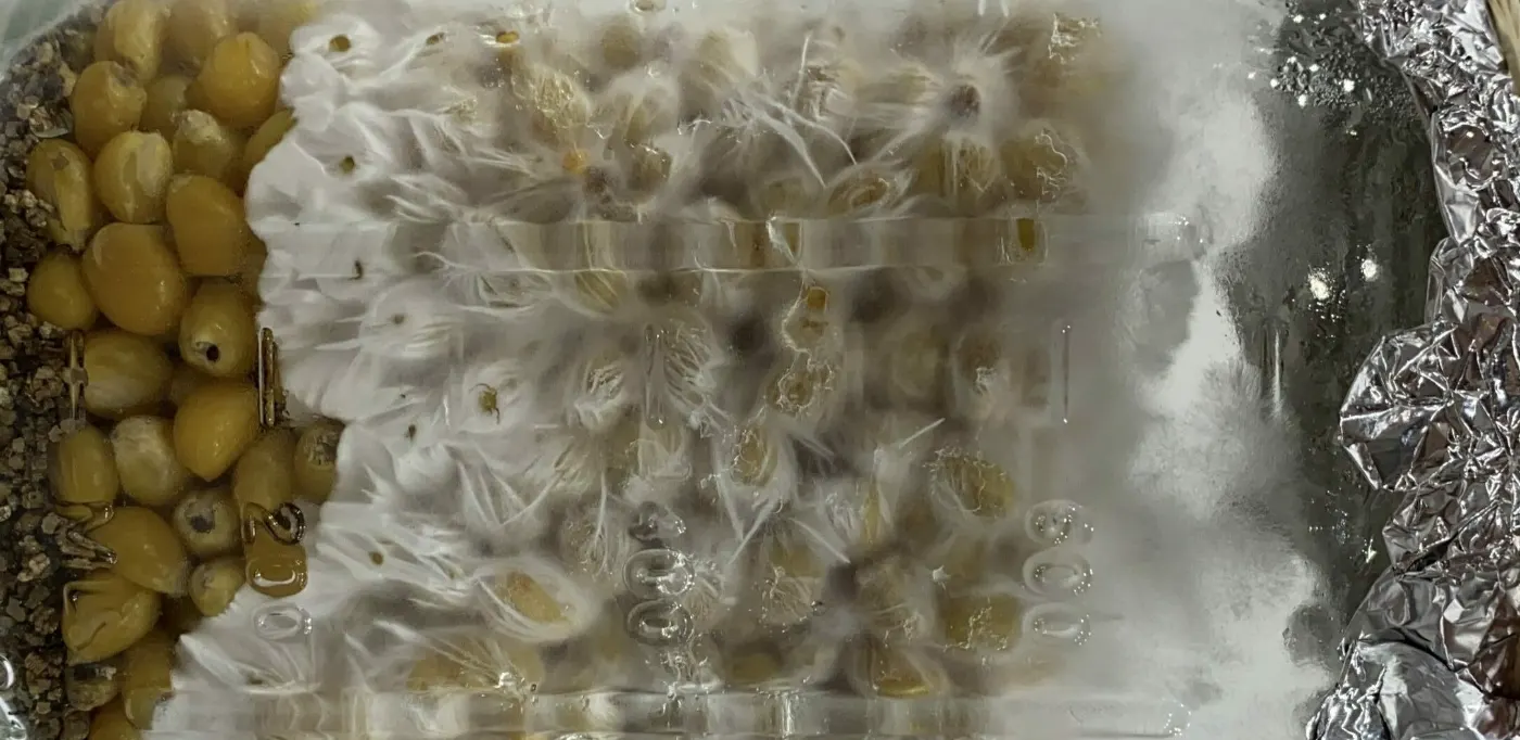 Psilocybe Cubensis Mycelium Colonizing Grain Spawn