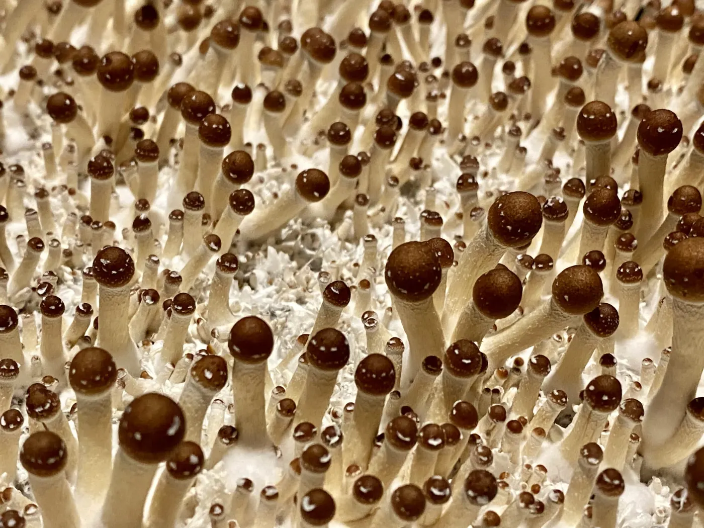 Tightly Growing Mushroom Pins