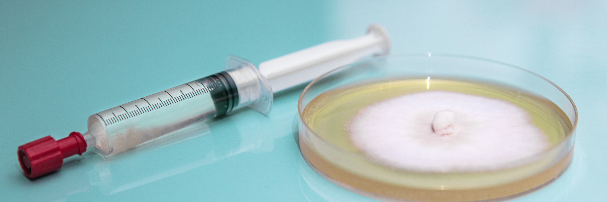 Liquid Culture Syringe and Colonized Agar Dish
