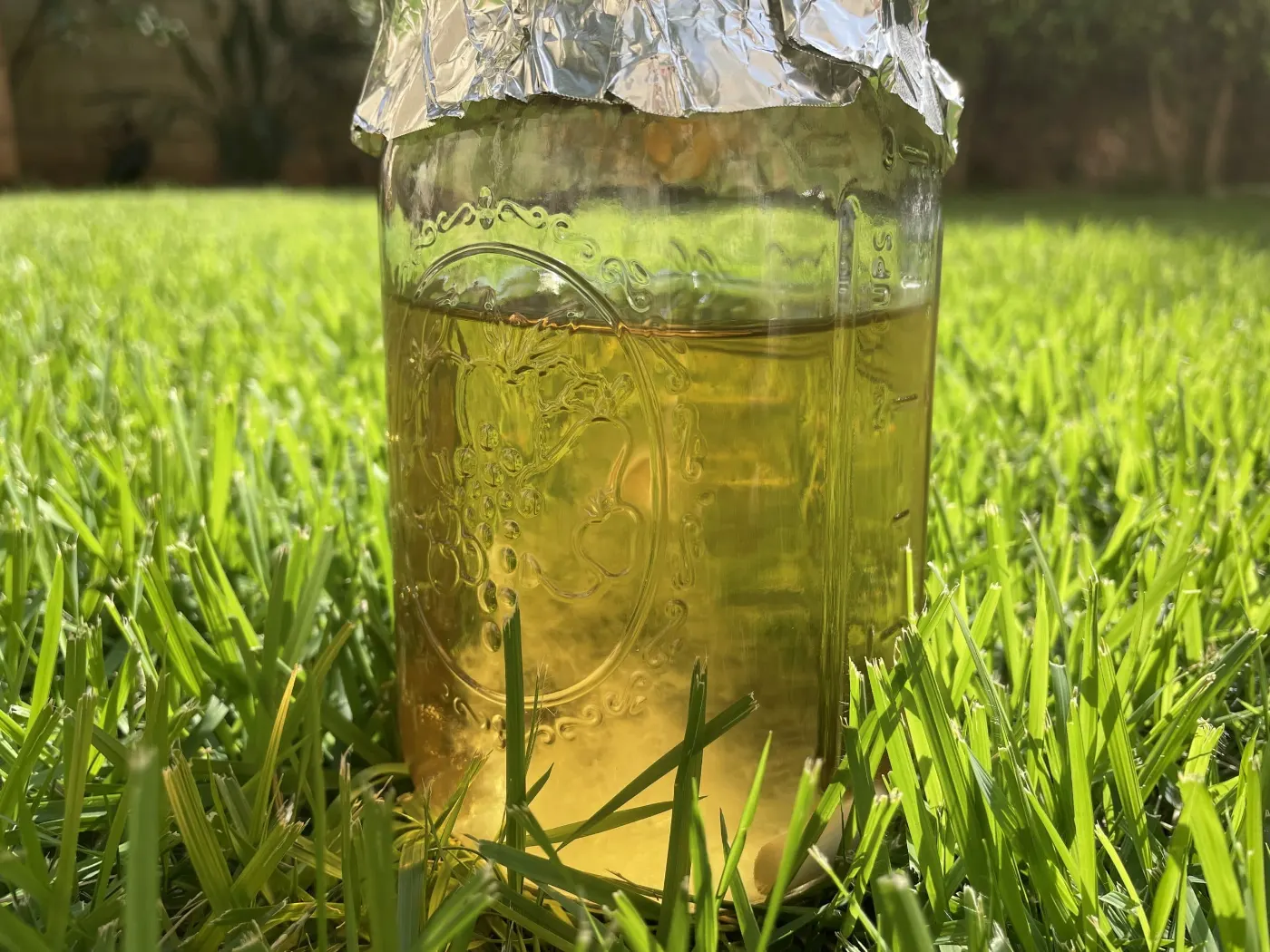 Inoculating Liquid Culture (LC)