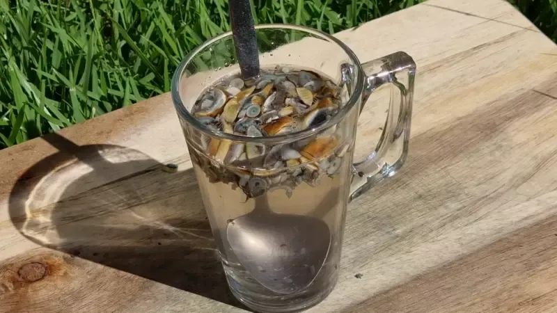 Magic Mushroom Tea