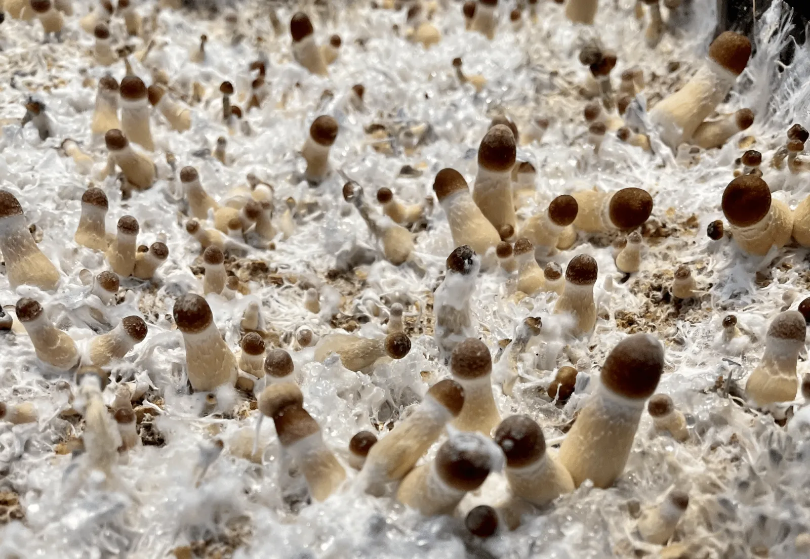 Psilocybe Cubensis 2nd Flush Pinning