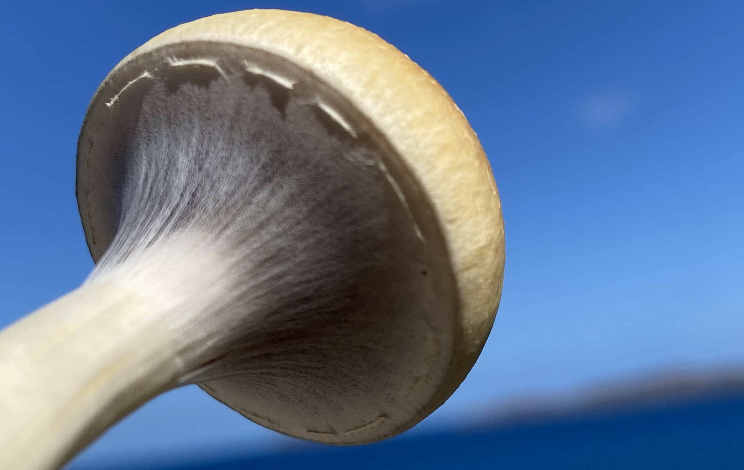 Mushroom veil just about to open