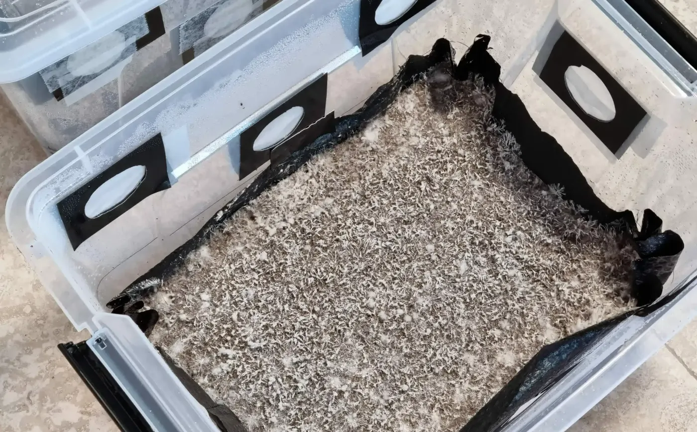 Building a Monotub