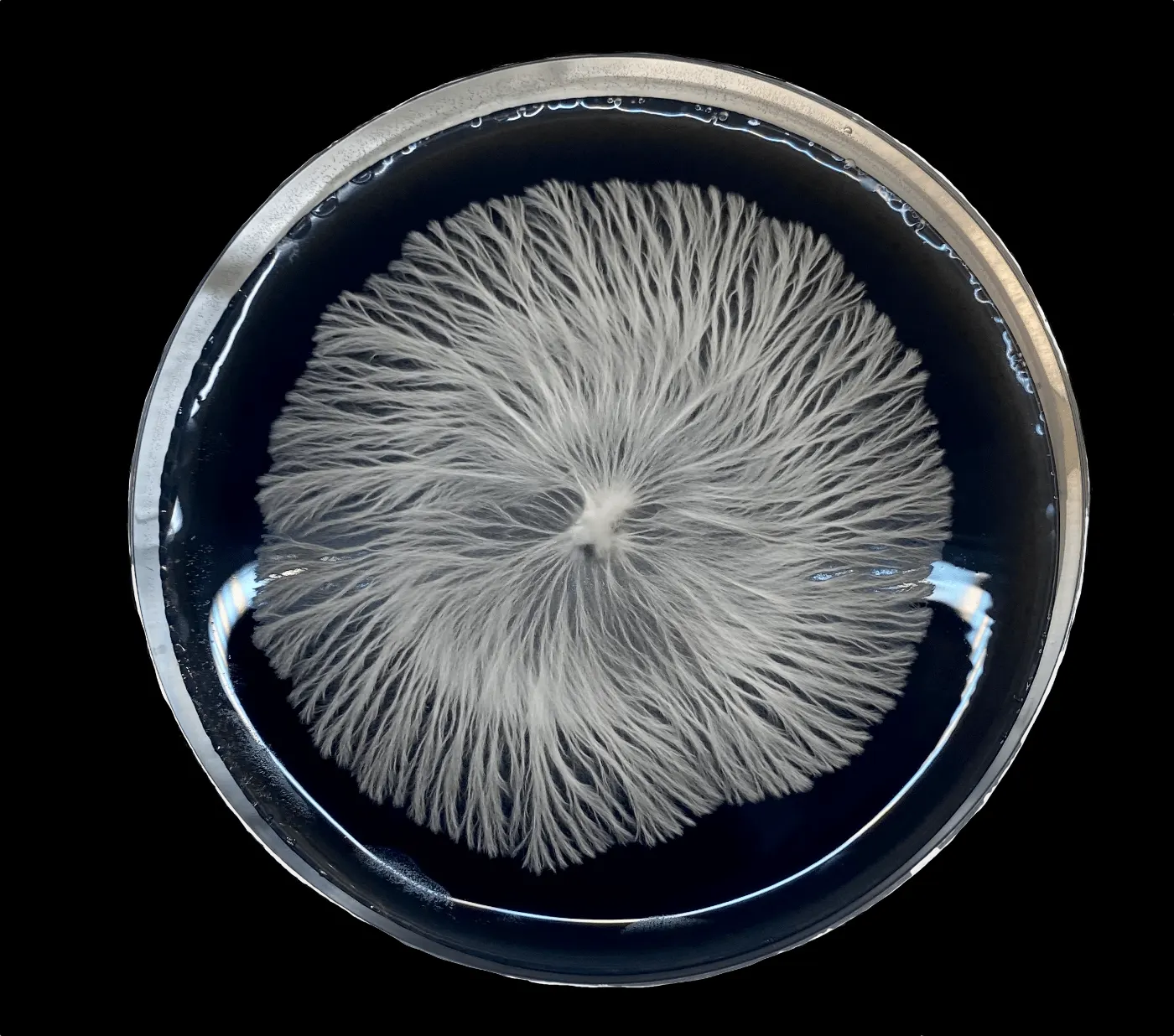 Magic Mushroom Mycelium in a Petri Dish