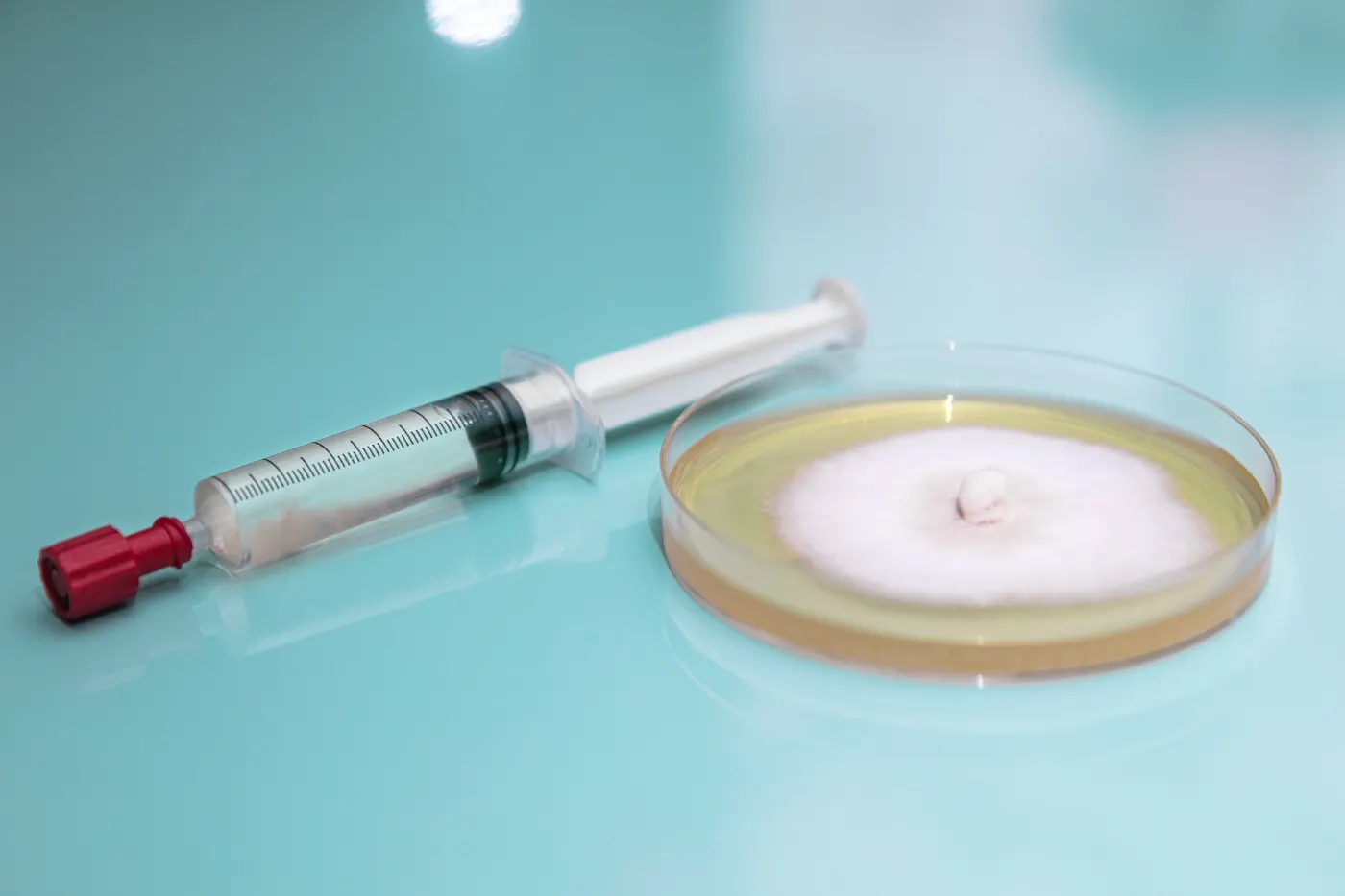 Spore Syringes & Liquid Culture Syringes