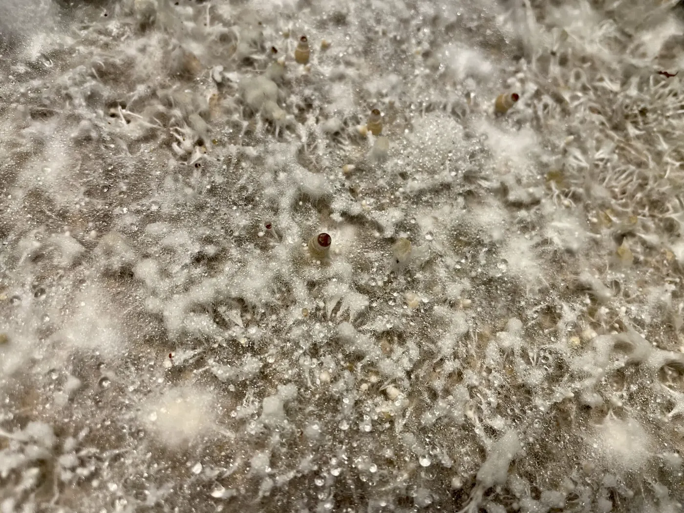 Various Stages of Pinning and Hyphal Knots
