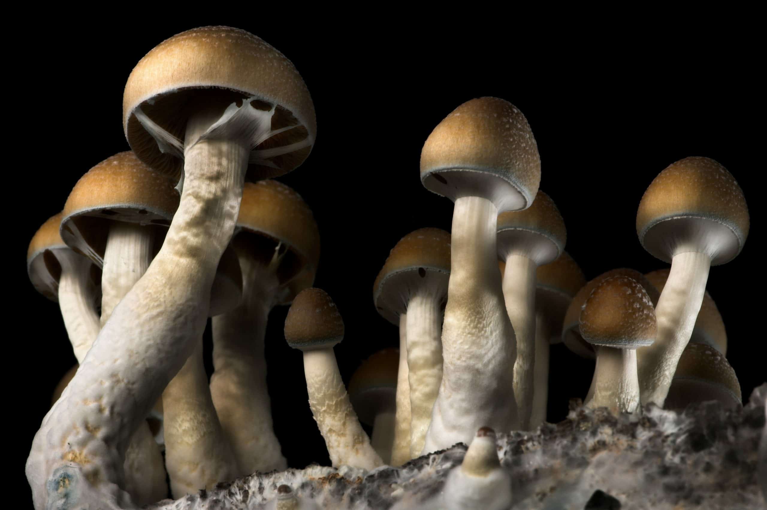 A crowd of Psilocybe cubensis mushrooms