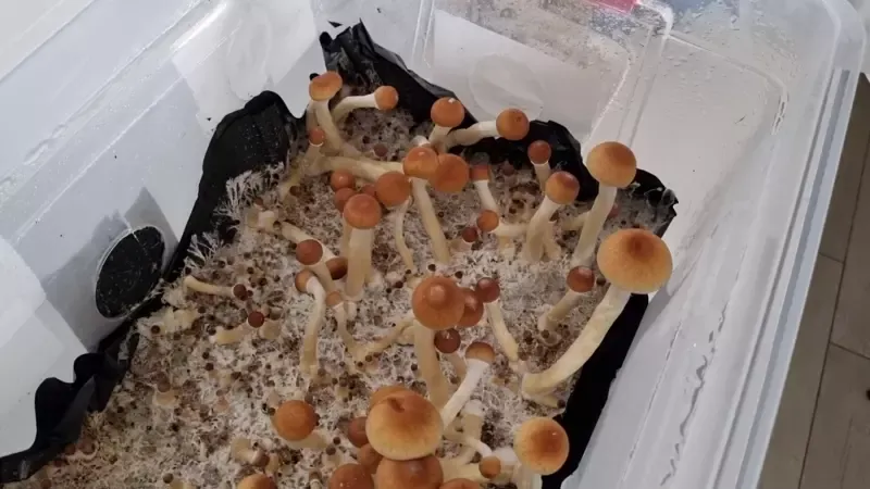 Twist to Pluck Mushrooms
